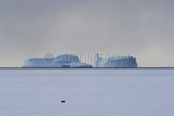Emperor penguin sliding on the ice Adélie Land