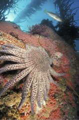 Etoile de mer (Giant Sunflower) Californie USA