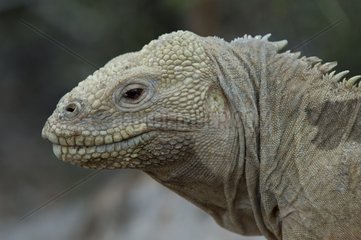Portrait dun Iguane terrestre des Galapagos Ile de Santa Fé