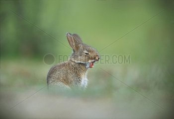 Ein junger Kaninchen gÃ¤ckt