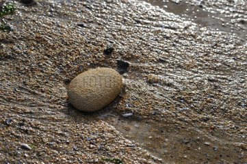 Pebble on a beach at low tide