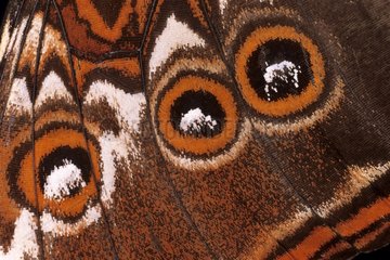 Detail of the wing of a Sunset Morpho Butterfly Brazil