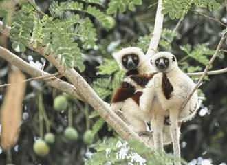 Propithèques de coquerel dans un arbre Madagascar