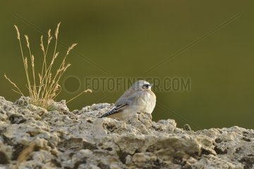 Northern Wheatear (Oenanthe oenanthe) in molting plumage