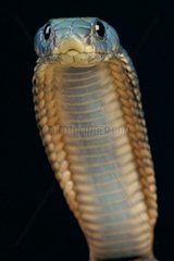 Arabian cobra (Naja arabica)  Saudi Arabia