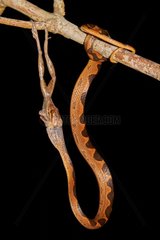 Banded Cat-eyed Snake (Leptodeira annulata) and Snouted Tree-frog (Scinax fuscovarius ex Scinax x signatus  Scinax variable ex Scinax trachythorax) predation - Matiti - French Guiana