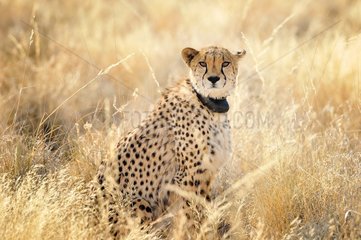 Cheetah with radio collar in savanna  Namibia