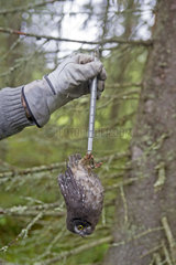 Ringing young Tengmalm's Owl in forest - Finland