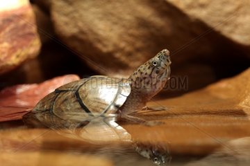 (Sternotherus carinatus) Razor-backed musk turtle taking half out of the water tank