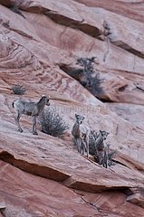 Young Bighorn Sheep (Ovis canadensis). Zion National Park  Utah  USA