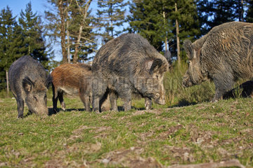 Eurasian wild boars burrowing in the grass - France