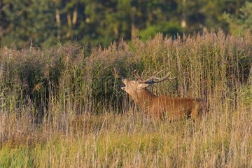 Belling Red Deer (Cervus elaphus) in Rutting Season  Saxony  Germany  Europe