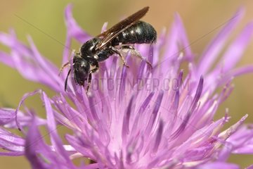 Blue Carpenter Bee (Ceratina cyanea) female  30 July 2015  Northern Vosges Regional Nature Park  France  ranked World Biosphere Reserve by UNESCO  France