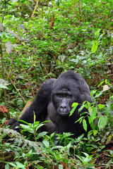 Mountain gorilla male in undergrowth - Bwindi Uganda