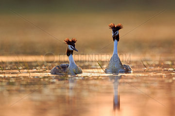 Great Crested Grebe couple on water - La Dombes France