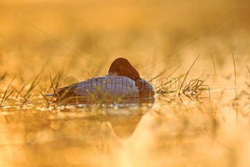 Common Pochard male on water at dawn - La Dombes France