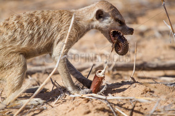 Meerkat eating a millipede - Kalahari South Africa