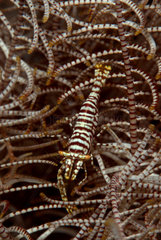 Cleaner Shrimp on Feather Star - Cabilao Philippines
