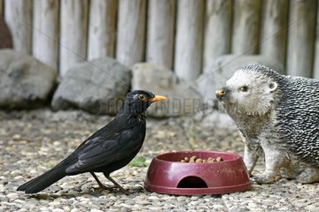 Blackbird (Turdus merula) is nourishing the cat kibble bowl  facing a decorative hedgehog