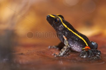 Gold-striped Frog (Lithodytes lineatus  ex Leptodactylus lineatus) - Matiti - French Guiana