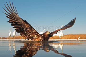 White-tailed Eagle in water