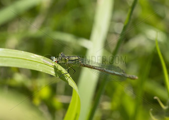 Common Blue Damselfly having captured a fly - France