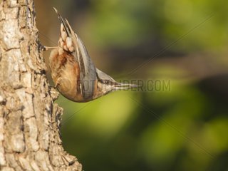Wood Nuthatch (Sitta europaea) on a trunk