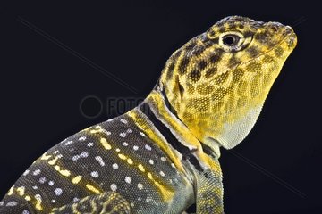 Yellow headed collared Lizard (Crotaphytus collaris auriceps)  Utah  United States
