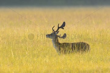 Fallow Deer (Cervus dama)  Hesse  Germany  Europe