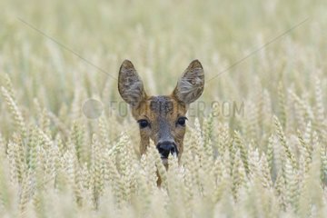 Western Roe Deer (Capreolus capreolus) in Corn Field  Hesse  Germany  Europe
