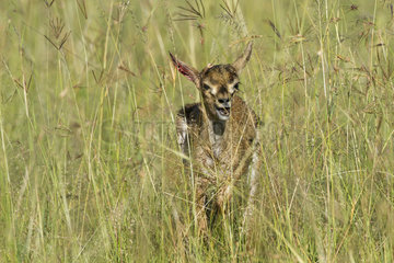 Thomson's gazelle newborn fleeing a Cheetah - Kenya