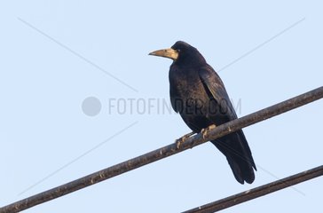 Rook (Corvus frugilegus)  Crow perched on a wire  England  Winter