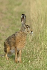 European brown hare (Lepus europaeus)  Hesse  Germany  Europe