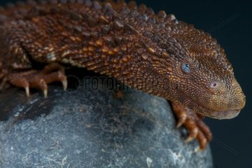 Earless monitor lizard (Lanthanotus borneensis)  Borneo