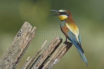 European Bee-eater (Merops apiaster) perched on a pole - Lower Doubs valley - France