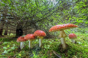 Fly Agaric (Amanita muscaria)   hudge thrust into a forest of Jura autumn  France