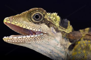 Great angle head lizard (Gonocephalus grandis)  Malaysia