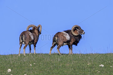 Male Mouflons in the grass - France