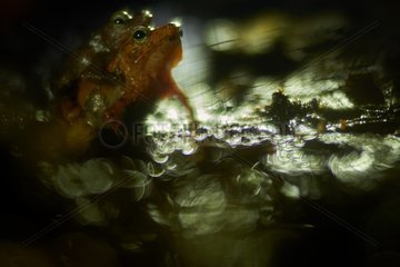 Amplexus of Para Toad (Rhinella castaneotica ex Bufo castaneoticus  ex Bufo margaritifera) - Kourou Matiti - French Guiana