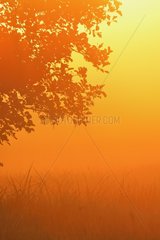 Tree in Early Morning Mist at Sunrise  Hesse  Germany  Europe