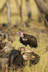 Hooded Vulture and Buffalo carcass - Savutii Botswana