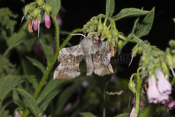 Poplar Hawk-moth (Laothoe populi). Kværkeby mose  Denmark in July