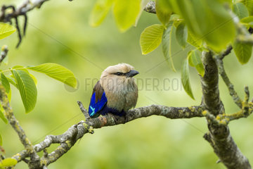 Blue-bellied Roller on a branch