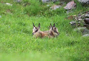 Young twins Chamois  Merlet Animal Park   Alps  France very exceptional birth of twins chamois (Rupicapra rupicapra ) . After a week  these two young animals are already living and independent. Merlet Animal Park  Chamonix valley  Mont Blanc. Alpes. Altit