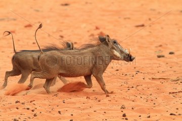 Warthogs (Phacochoerus africanus) running on sand