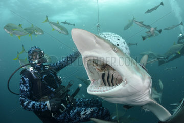 Diver and Blacktip sharks (Carcharhinus limbatus) during a session baiting with chunks of Sardines - Site of Protea Banks  off the town of Umkomaas  South Africa