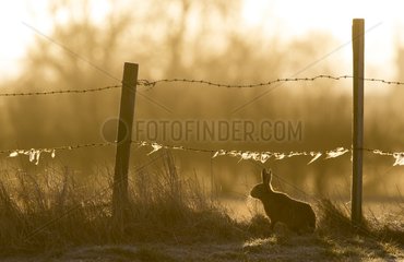 Brown hare (Lepus europaeus) Brown hare standing under a barbeb wire fence in a frozen meadow at sunrise  England  Winter