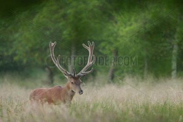 Red deers (Cervus elaphus ) male velvet