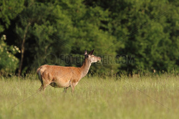 Red Deer (Cervus elaphus) female eating in a clearing  Normandy  France