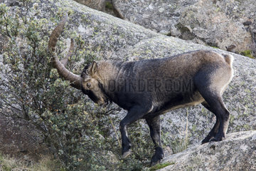 Spanish ibex (Capra pyrenaica)male on rock  Guadarrama National Park  Madrid  Spain